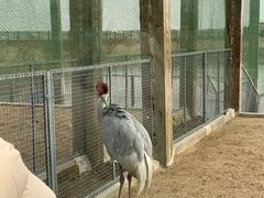 -盐城丹顶鹤湿地生态旅游区