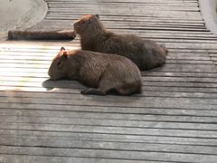 -石家庄市动物园