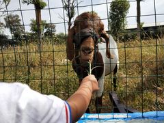 -武汉紫薇都市田园