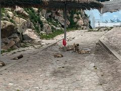 -西霞口神雕山野生动物世界