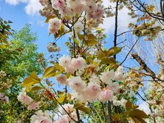 -长白岛森林公园