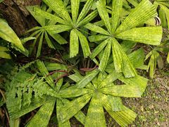 -中国科学院华南植物园