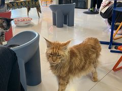 -平行世界·猫咖(首经贸店)