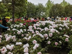 -莲花池公园