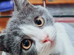 -御宝贝·A梦猫科宠物医院(国际猫友好医院)