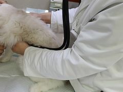 -艾贝尔宠物诊疗