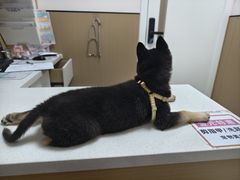 -瑞派康怡24h宠物医院·犬猫医疗中心·微创绝育(瑞景分院)