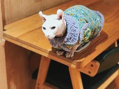 -MOCHA明星猫咖(田子坊店)