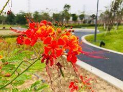 -王借岗森林公园