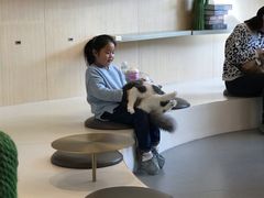 -飞行喵MR PILOT|猫舍·猫咖(静安大融城店)