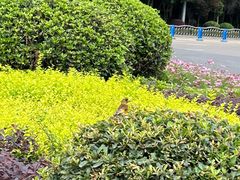 -眉山湿地公园(东坡区)