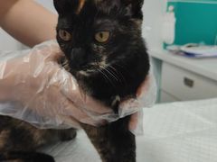 -博特宠物医院24h犬猫全科.骨科·异宠