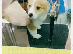 -乐琪宠物(青塔西路店)