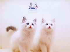 -十年猫舍·猫咪专门店(普陀店)