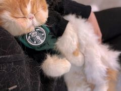 -More Fun猫咖 二十只万元加菲主题