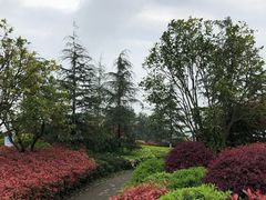 -铁山坪森林公园