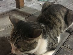 -黔江古镇鸡杂(新民街店)