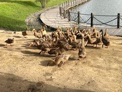 -野鸭湖国家湿地公园