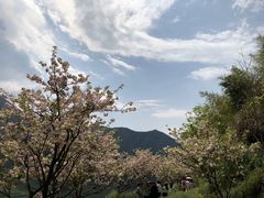 -婺源风景区