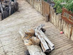 -云南野生动物园