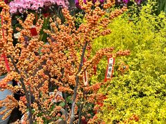 -溪岸路花鸟市场