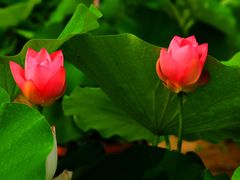 -莲花池公园