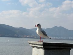 -海埂大坝