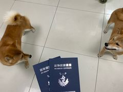 -申普宠物医院·心脏介入·心血管微创(总院)