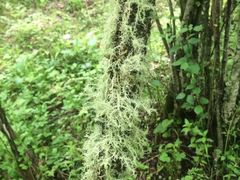-叠溪松坪沟景区