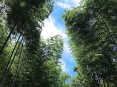 -潜山国家森林公园