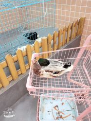 -Moni星球萌宠·小马宝莉·灵蛇·高端高阶全萌宠互动体验俱乐部(红豆国际广场店)