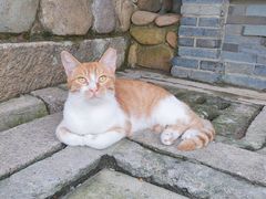 -龙华素斋(龙华路店)