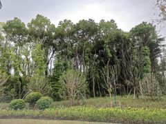 -昆山城市生态森林公园