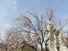 -无锡梅园公园