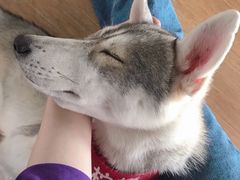 -Husky Go! 哈士奇体验馆·宠物咖啡厅狗咖