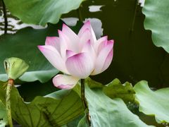 -深圳龙潭公园