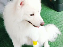 -爱侣宠医·鹦鹉专科·小型哺乳类·异宠专科(灵石路店)