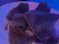 牛毛肚-季季红火锅(动壹店)