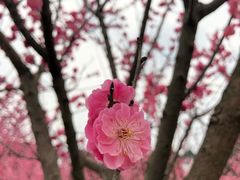 -秀丽东方