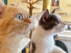 -飞行喵MR PILOT|猫舍·猫咖(静安大融城店)