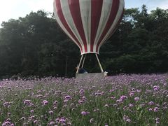 -大塘金香草谷