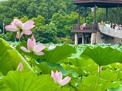 -荷塘月色湿地公园·向阳花洲