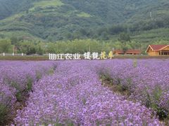 -曲江薰衣草庄园