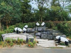 -都江堰中华大熊猫苑