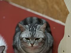 -和它·交个朋友·狗咖猫咖(爱琴海店)