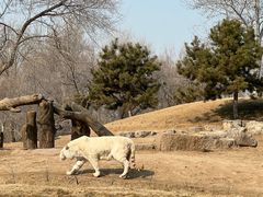 -北京野生动物园