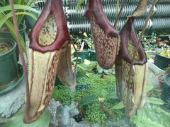 -国家植物园南园