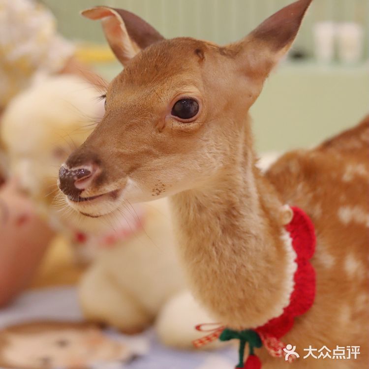 🎀治愈系萌宠馆！穿洛丽塔和羊驼梅花鹿一起玩