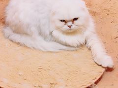 -猫猫幼稚园·撸猫·桌游·电玩