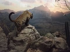 -美国自然历史博物馆